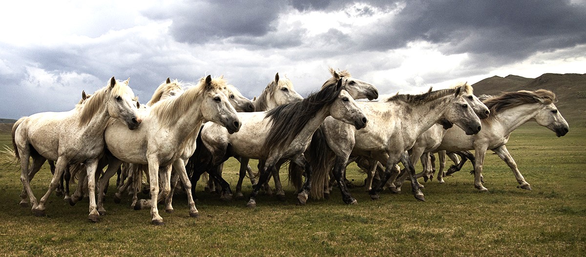 HORSE RIDING SERVICE